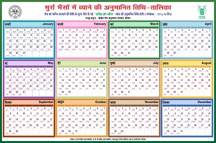 मुर्रा भैंस को ब्याने की अनुमानित तिथि तालिका