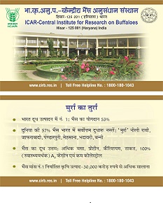 मुर्रा का तुर्रा