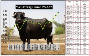 performance of the Murrah herd