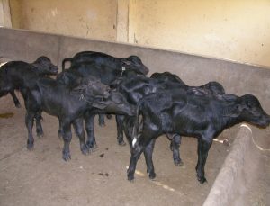 early pregnancy diagnosis