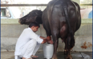 Results of Milk recording competition of farmers’ buffaloes at ICAR-CIRB