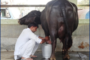 Training on scientifically improved nutritional & management practices for buffalo husbandry in village Landhri
