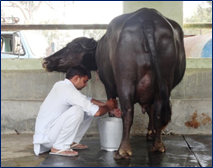 Milk recording competition