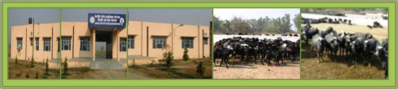 Sub – Campus Nabha