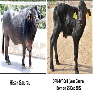 Hisar gaurav and veer gaurav