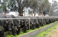 The Buffalo Milk Yield Competition at the Central Institute for Research on Buffaloes (CIRB), Hisar has been postponed due to administrative reasons.
